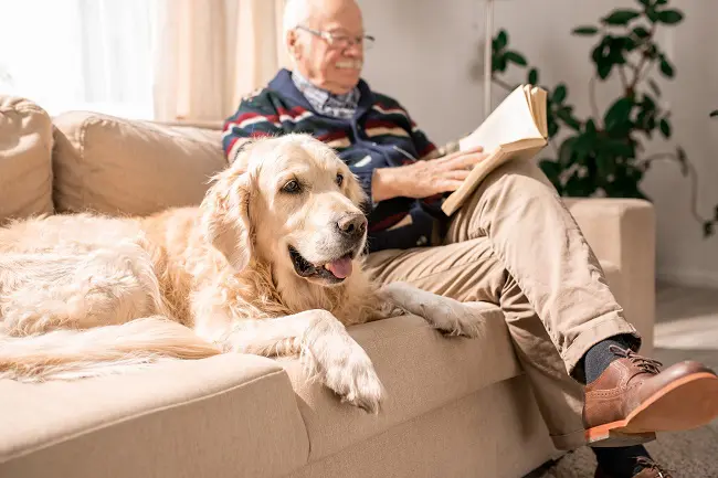 best dog for seniors